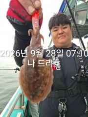 28일, 군산 갑오징어 본격시즌~오늘 나오고 있어요~실시간~군산낚시프라자 나드리호