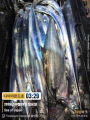 포인트도착부터 대물급초히트! 오늘출항확정! 전화주세요~ 사진