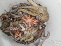 막막물어떼는 돌문어낚으러....