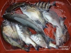 경동레저(신광) 선외기낚시 흘림찌낚시 감성돔 조과 사진
