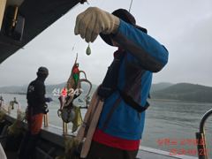 덩치 큰 삼천포 쭈꾸미...건치러가입시다!!