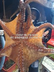 [군산] 9월27일 홈런호 굿 조황....군산 홈런호 야간 문어 마무…
