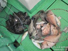 [거제] (흘림)감성돔 참돔 벵에돔 어초여밭에 집중~대어1호(29일 예약… 사진