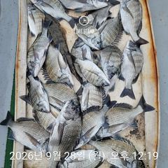 감성돔 찌낚시 조황입니다