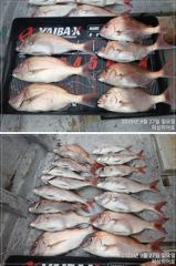 [부산] 피싱히어로 5짜4짜 참돔 마릿수 굿 ~~
