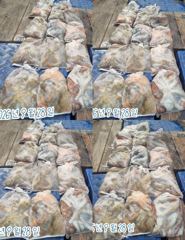 <뉴오리온호 >문어낚시 마무리조황 (28일)-내일 자리있습니다 사진