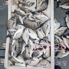 [고성] 28일 감성돔 꾸준한 조황~