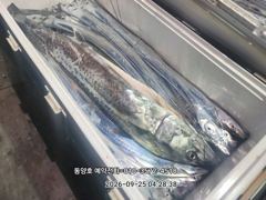 (왕갈치)도끼입질 3지4지 외 大삼치까지 쾅쾅~동양호(29일 예약) 사진