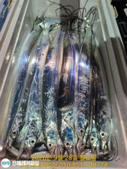 내만칼치 ㅡ초저녁부터 피딩! 쿨러가득채우고(예약가능)