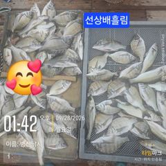 [고성] 병산 감성돔 35외 마리수 농어 숭어 선상배&선외기흘림 사진