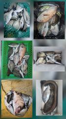 [거제] 거제어구수성호 감성돔 참돔 등 금일조황 사진