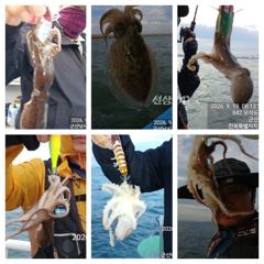 9월19일 군산권 쭈꾸미 조황사진 사진