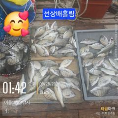 병산 감성돔35외 마리수 농어 숭어 선상배&선외기흘림조황~~ 사진