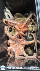 ■ 대물급 돌문어 연일 1700g,1500g, 1300g, KKK 급 마리수조황 조으네요! 사진