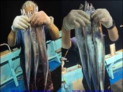 [통영] 통영백가피싱)먼바다 왕갈치 간밤 쿨러 조황 입니다/금,토,일 예… 사진