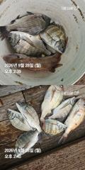 [거제] 거제 ( 어구 일성호 ) 감성돔 참돔 ! 전마선 조황 사진