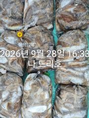 28일, 군산 갑오징어 본격시즌~오늘 나오고 있어요~9명~빵빵한 망탱이 대박조황~군산낚시프라자 나드리호 사진