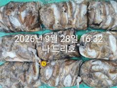 28일, 군산 갑오징어 본격시즌~오늘 나오고 있어요~9명~빵빵한 망탱이 대박조황~군산낚시프라자 나드리호 사진