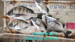 [부산] 가덕천성진양 감성돔 좌대조황 260928 월