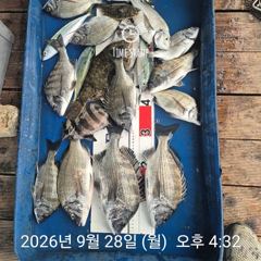 45분전 [격포] 9월 28일 부안 한아름호 갑오징어 사진