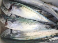 [경주] 9/28 쿨러에 삼치가 넘쳐요...삼치를 주워담았다는표현이 어울… 사진