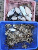 쭈갑조황 글만 보기