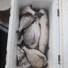 [사천] (사천저도좌대&펜션)9윌28일 저도좌대 조황