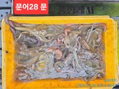 [곤리 풍화 궁항] 궁항레저 9월 26일조황입니다 사진