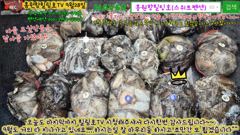 9월28일 홍원항힐링호 쭈반갑반 망테기 조황~!어제하고 비슷하네요^^장원200수~ 2등170수~3등150수 등등..부부조사님들부터 어르신까지~손맛들 보시고 가셨습니다^^ 사진