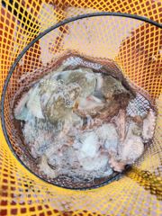인생문어 2kg 2마리 1.7kg 1.5kg 등 배전체 350마리 장원 31마리(동영상조뢍) 사진