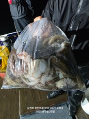 26일(토) 삼천포 오후&야간 돌문어 조황입니다.(쭉 예약중!!!)