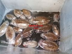 26년9월28일 조황 사진