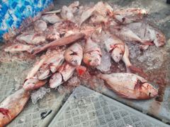 9월 28일 타이라바 조황입니다. 사진