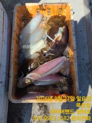묵호항 무늬오징어 사진