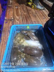 거문도 무늬오징어 1.7kg.1.5kg등 배 전체 250마리 장원 24마리 사진