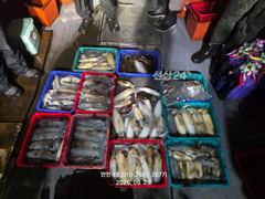 ★만진1호 9월28일 무늬오징어--- 사진