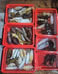 [고성] 28일(월요일) 무늬팀런