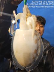 ⭐[군산리더호] 지금이 찬스!30 갑오징어출조합니다⭐