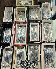 [진해] 29일,내만갈치,엄청나게 나옵니다.오늘출항(화,수~예약가능)
