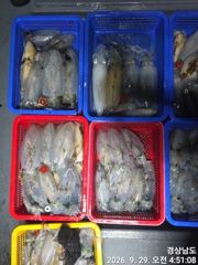 1   [거제] 가조도(무늬오징어) 헤비급들 大풍년 퍽퍽퍽~고잉메리호(30일 야… 1