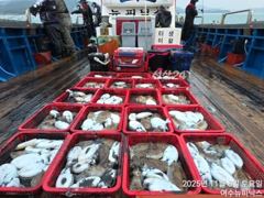 [여수,광양] <여수뉴피닉스호> 갑오징어ㅡ10월1일(목)출항 자리많습니다~~… 사진