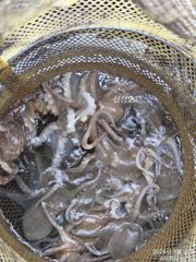 사천피싱스타 주꾸미 조황입니다