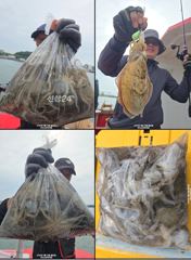 28일(월)대사리에도손맛주는 쭈꾸미조황!! 내일30일(수)자리여유있습니다