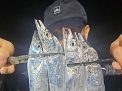 내만갈치 씨알 후덜덜! 쓸어담고 만쿨~!!(오늘예약가능)
