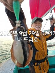 29일, 군산은 갑오징어 천국~잘나오고 있어요~실시간~군산낚시프라자 나드리호