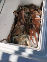 삼천포 문어 & 쭈꾸미 낚시 예약 받습니다!! 사진