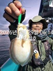 29일, 군산은 갑오징어 천국~잘나오고 있어요~실시간~군산낚시프라자 나드리호 사진