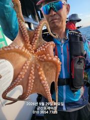 29일, 군산문어~오늘도 싸이즈 좋은 덩치급 문어들~이어지고 있어요~실시간~군산낚시프라자 포세이돈호