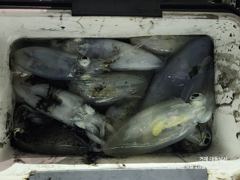 야간(무늬 팁런) 사이즈 끝장~마리수 굿초이스~대동낚시(오늘밤 예약)