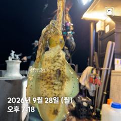 260928 월요일 무늬오징어 조황 장원 19 총 227 강구 신신호 팁런 선상낚시